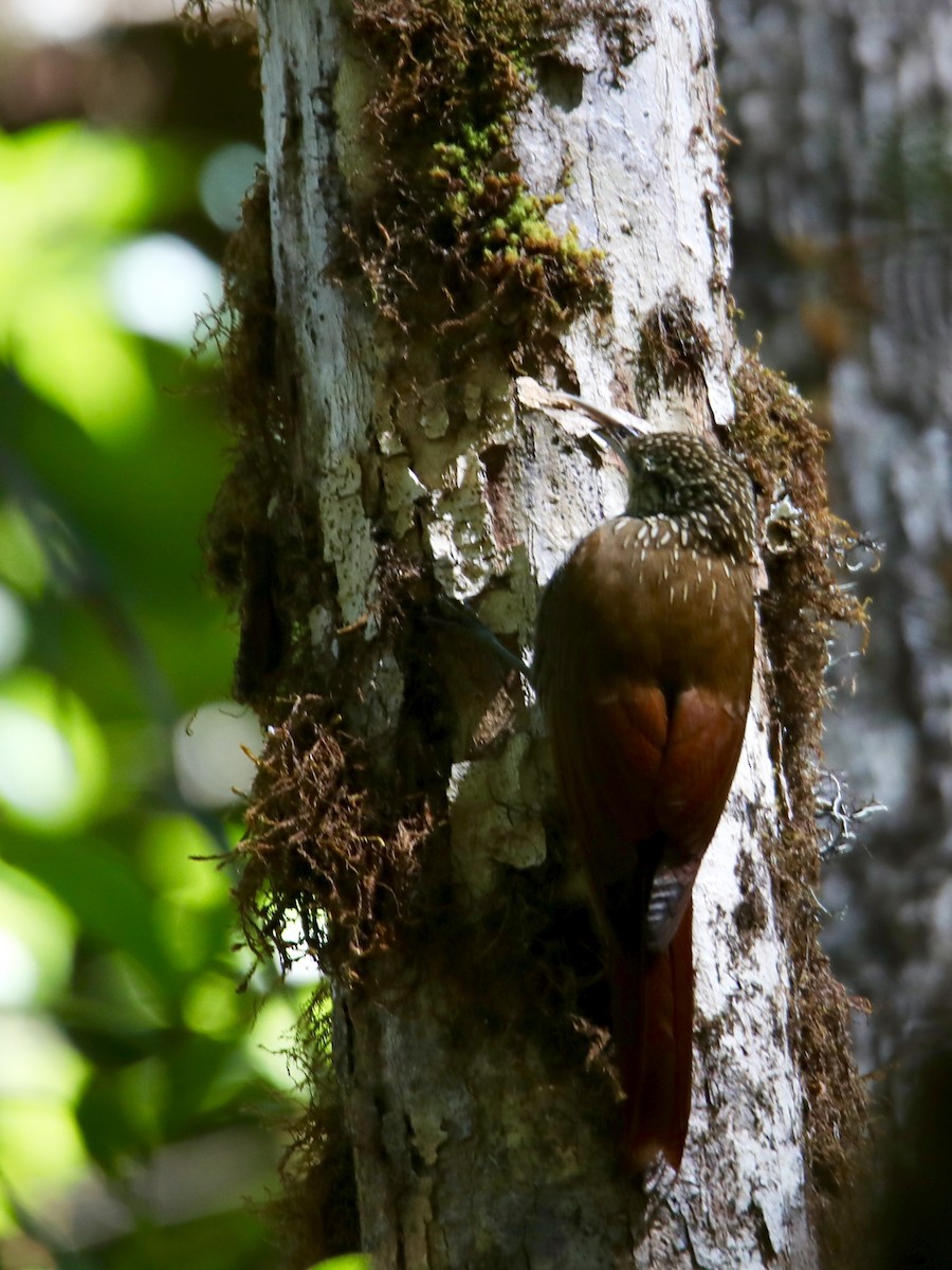 Spot-crowned Woodcreeper - ML135983041