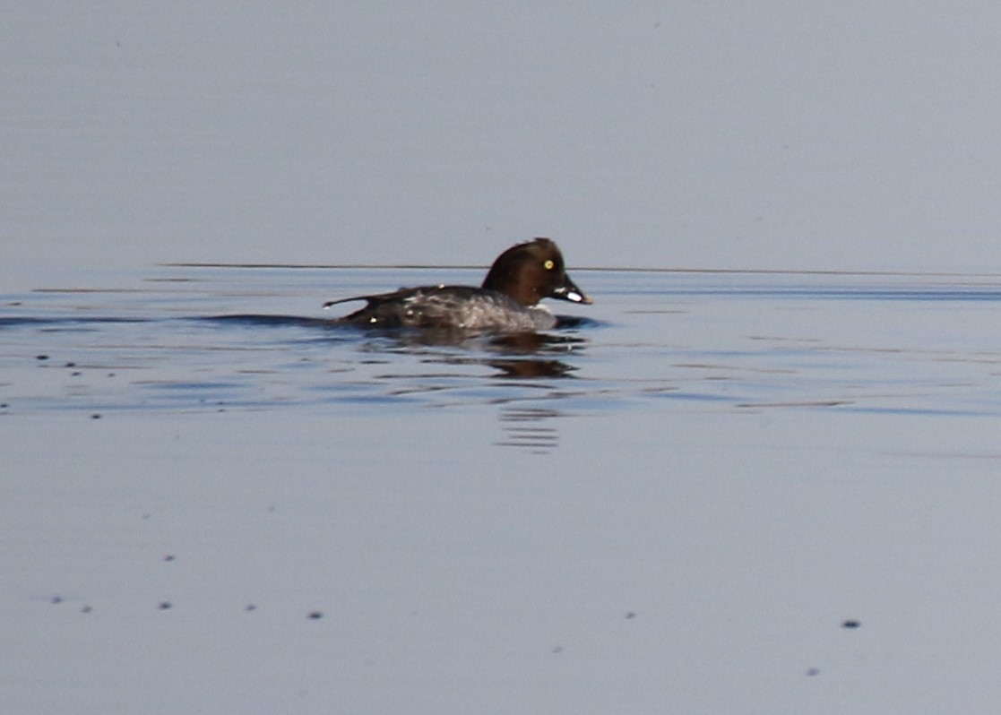 Common Goldeneye - ML135983221