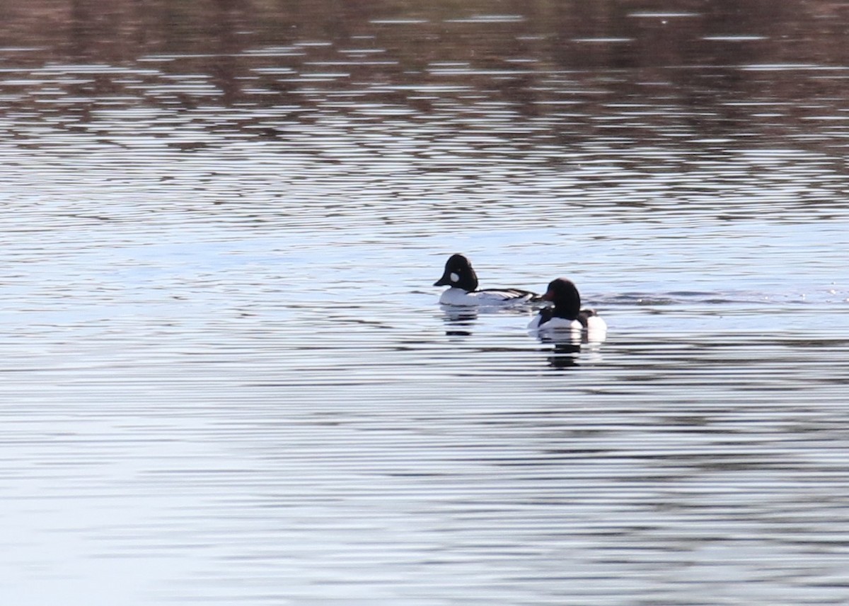 Common Goldeneye - Louis Hoeniger