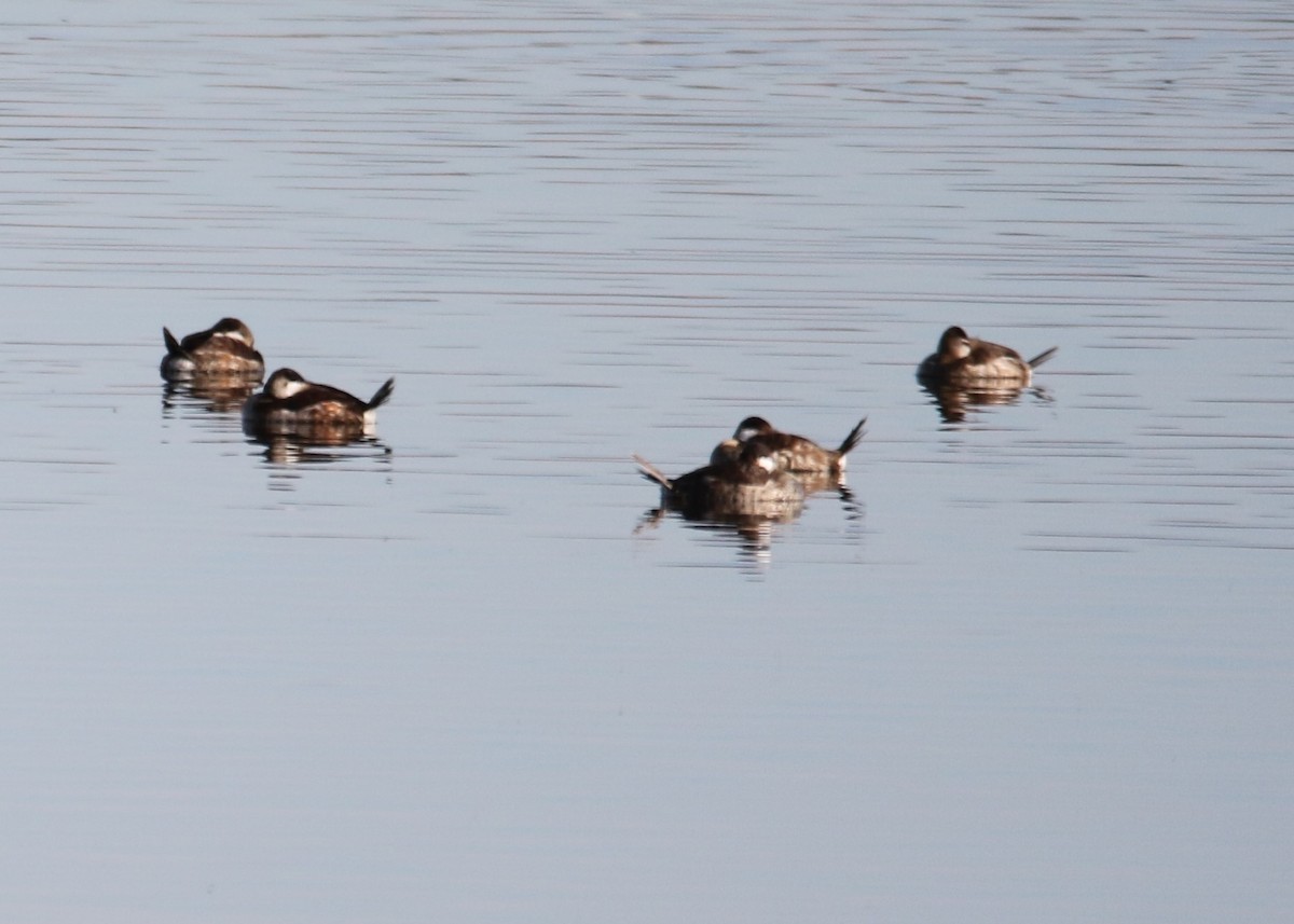 Ruddy Duck - ML135983411