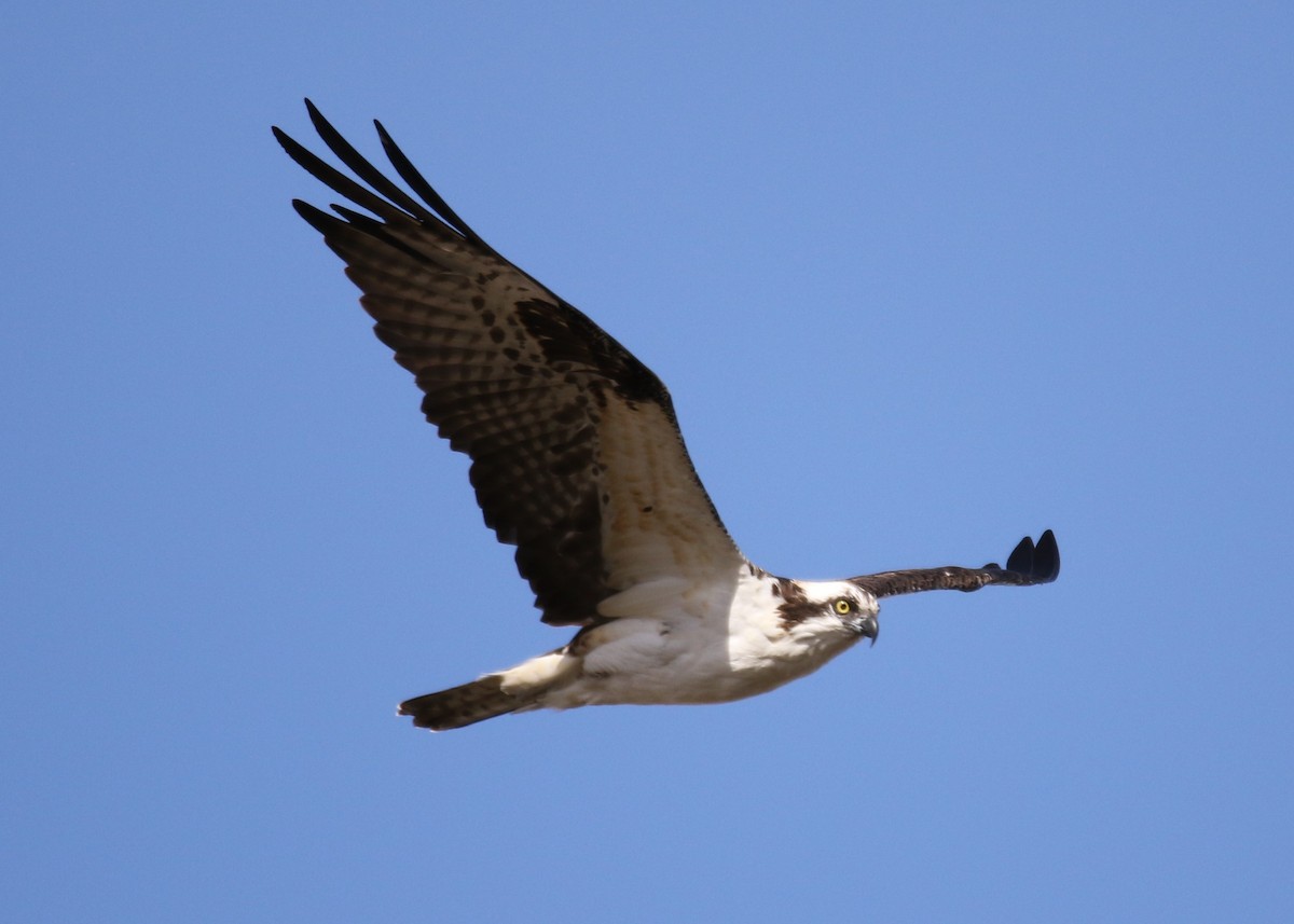 Águila Pescadora - ML135983761