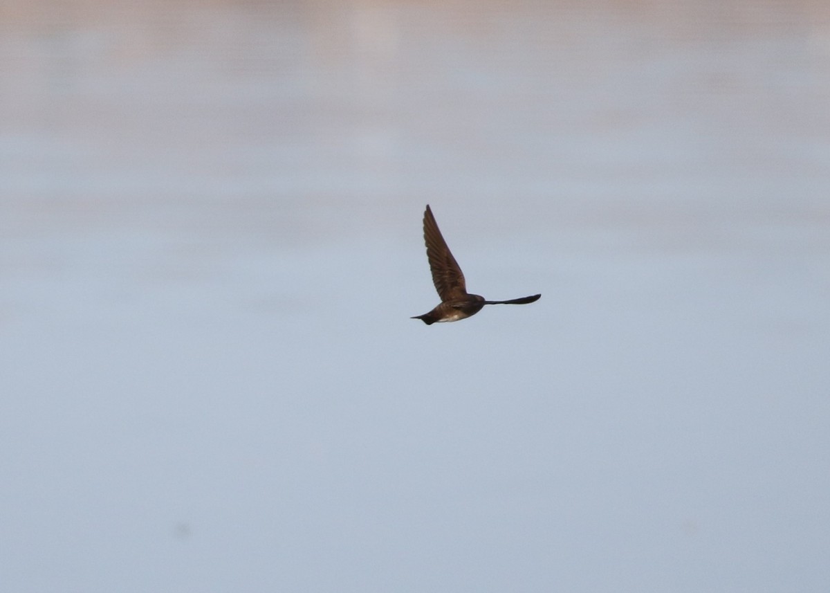 Golondrina Aserrada - ML135984041