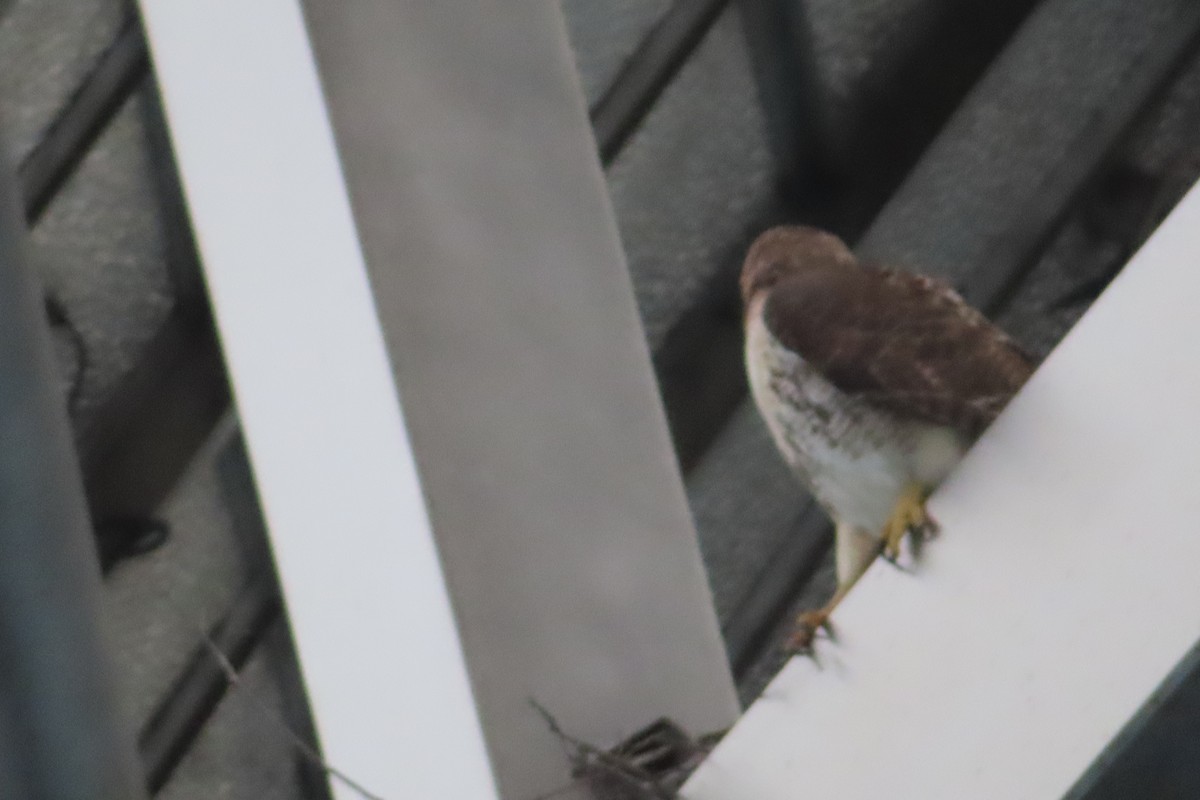 Red-tailed Hawk - ML135984271