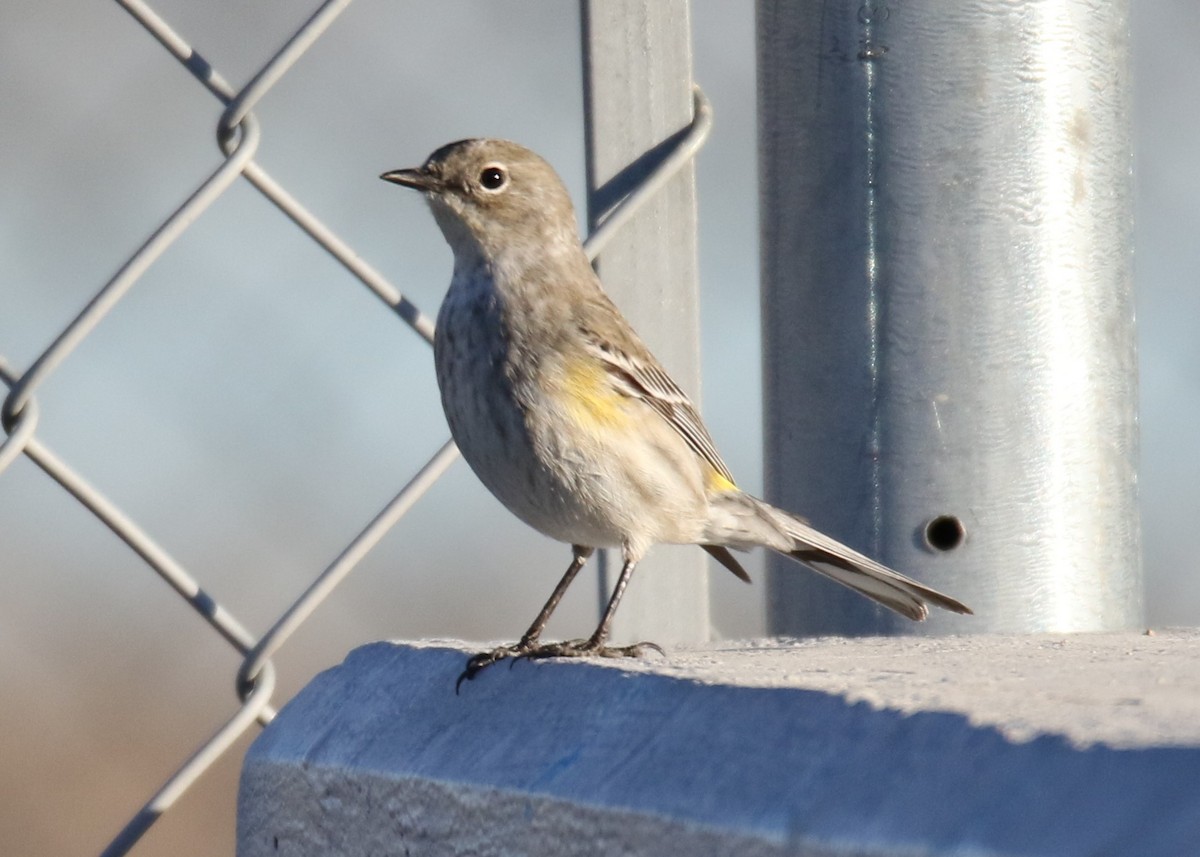 Yellow-rumped Warbler (Audubon's) - ML135984361