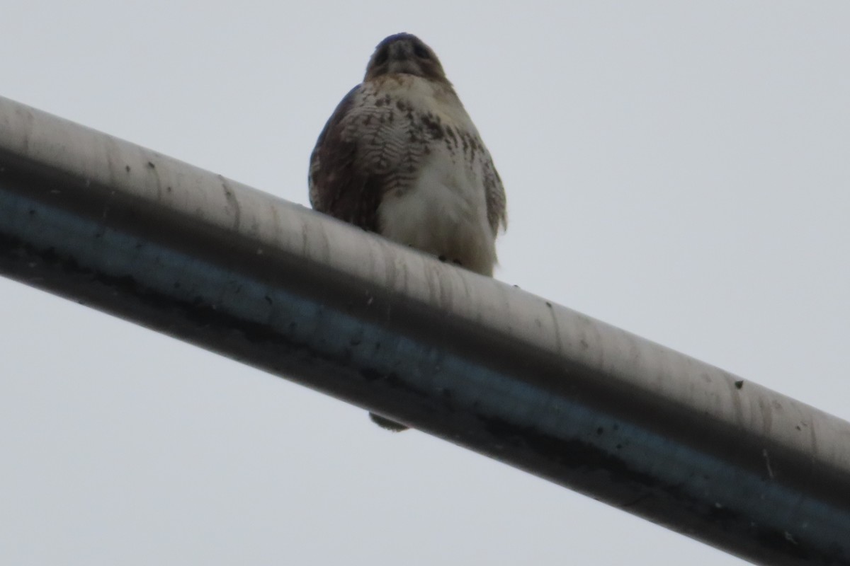 Red-tailed Hawk - ML135984371