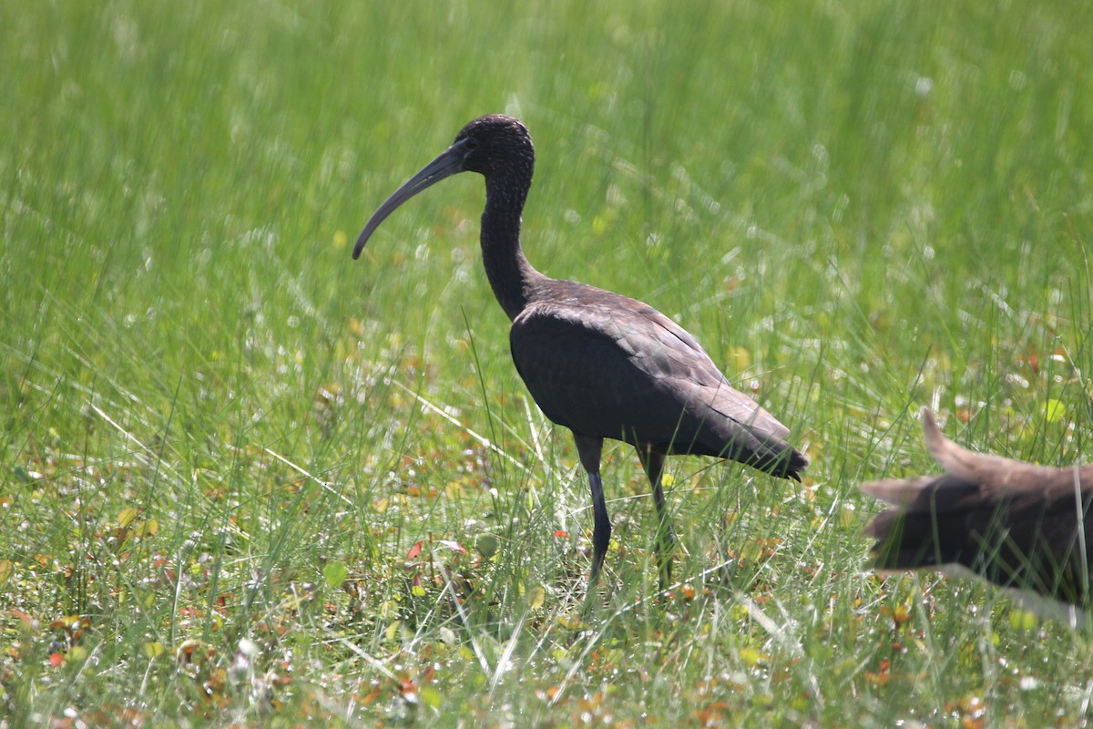 Glossy Ibis - ML135984421