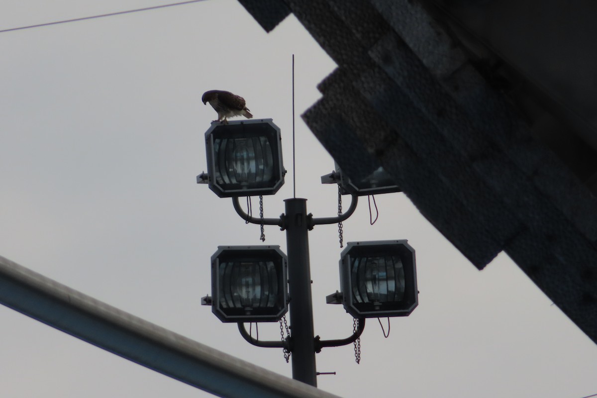 Red-tailed Hawk - ML135984651
