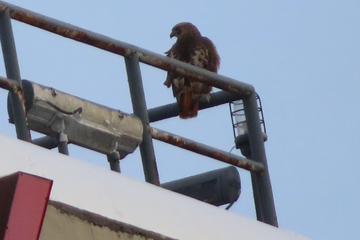Red-tailed Hawk - ML135984781