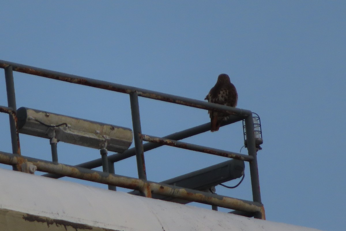 Red-tailed Hawk - ML135984871