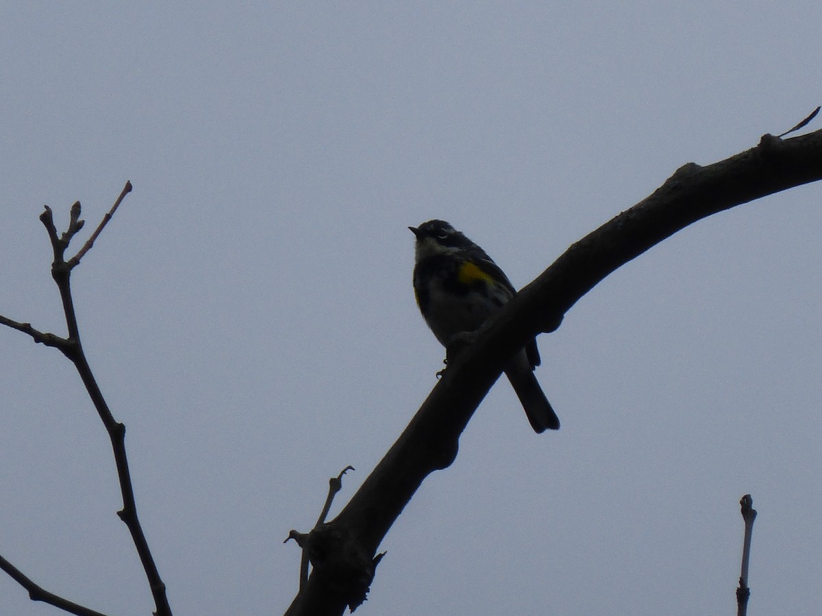 Yellow-rumped Warbler - ML135985321