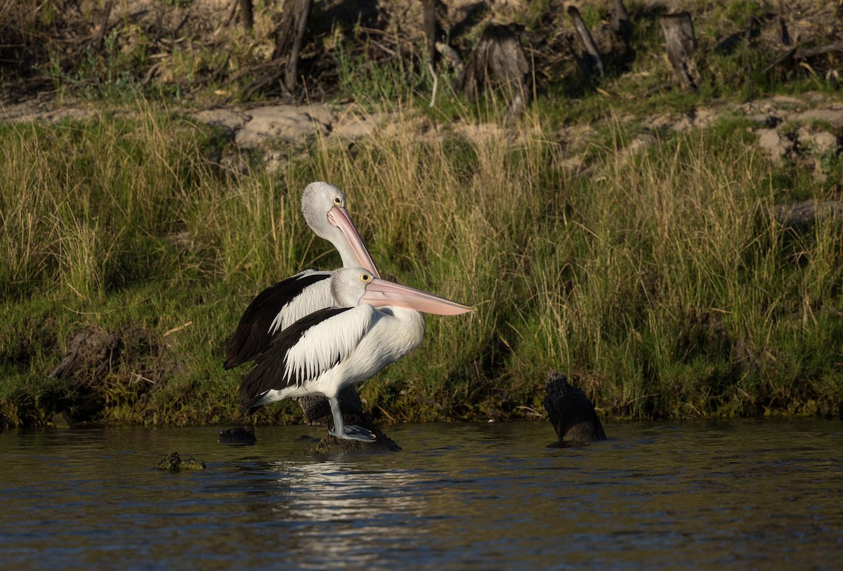 pelikán australský - ML135986791