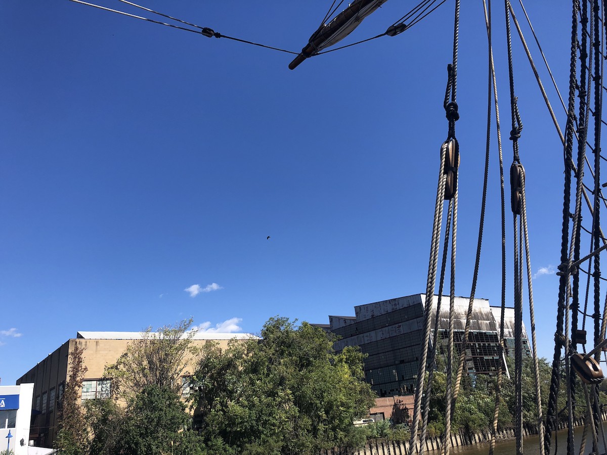 Common Raven - ML135987651