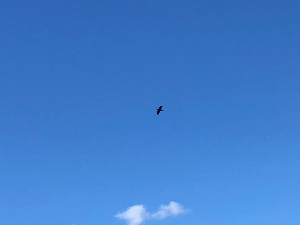 Grand Corbeau - ML135987671