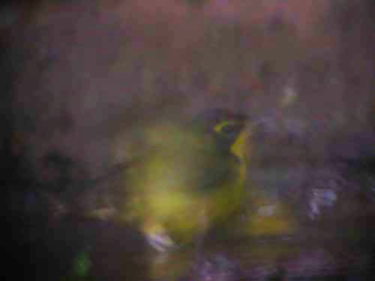 Kentucky Warbler - Andrew Birch