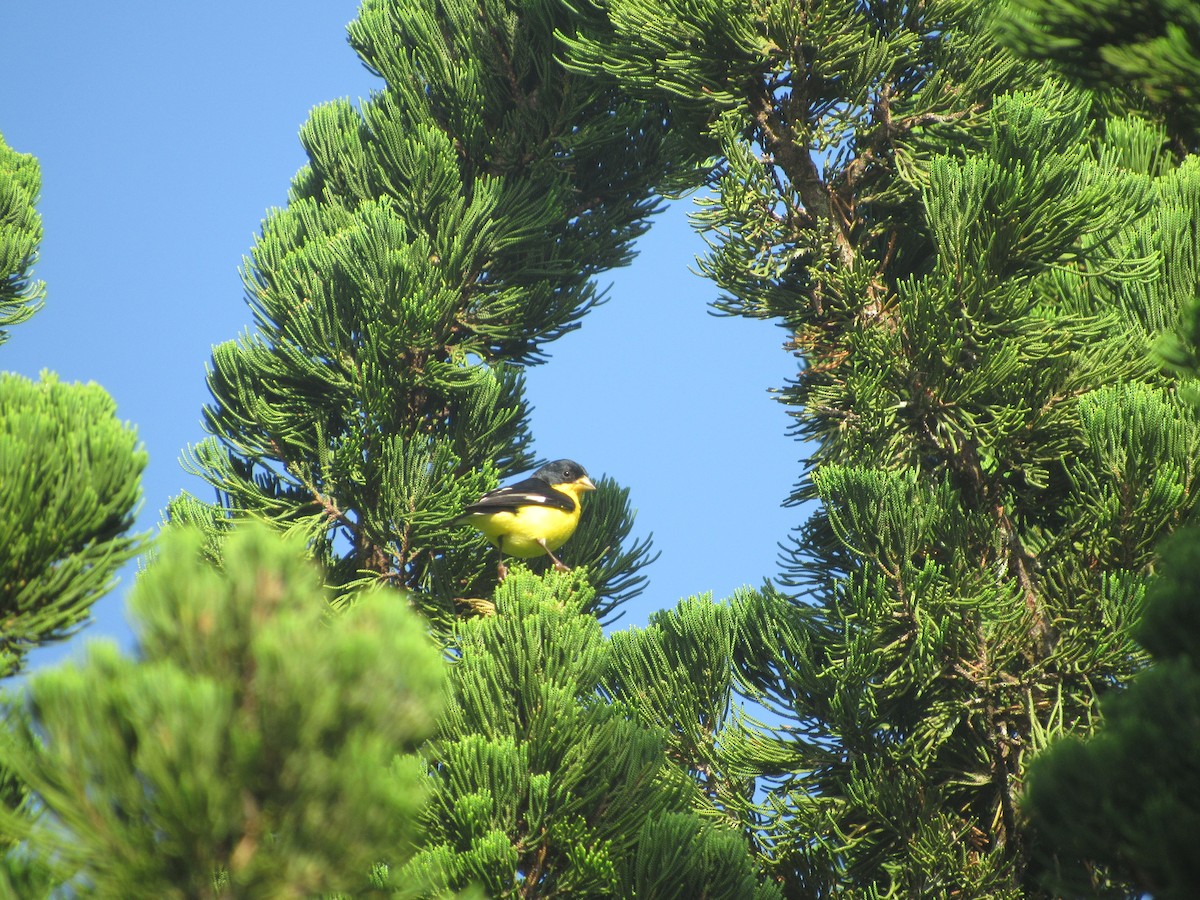 Lesser Goldfinch - ML135988011