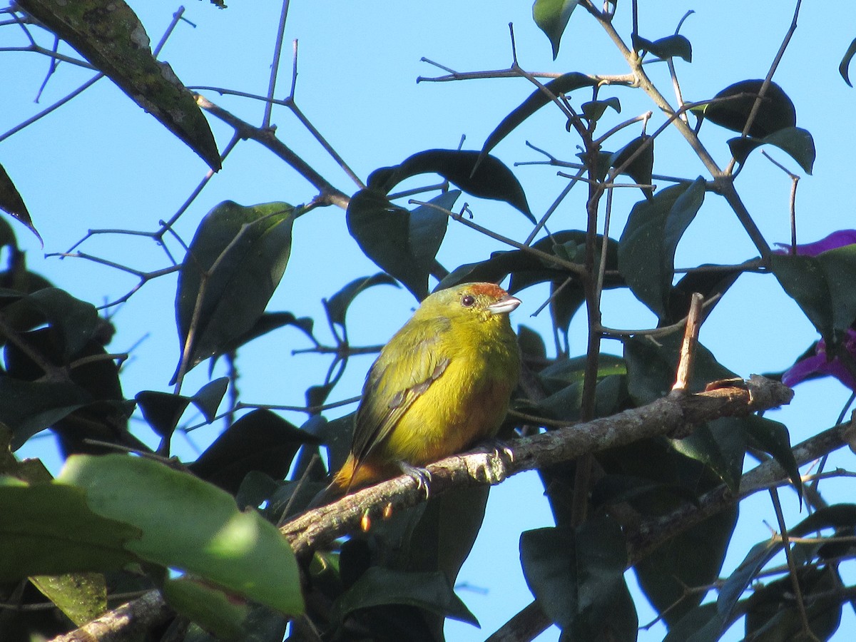 Spot-crowned Euphonia - ML135988201