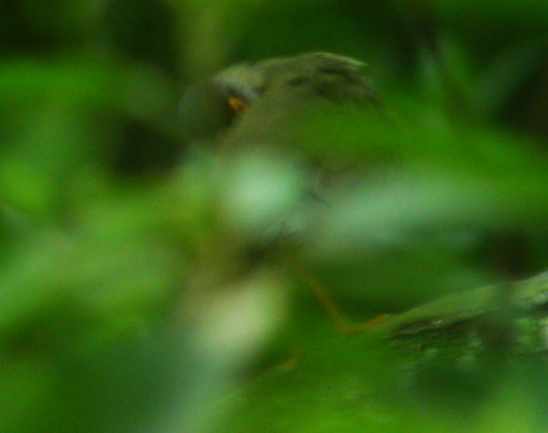 Black-headed Nightingale-Thrush - Andrew Birch