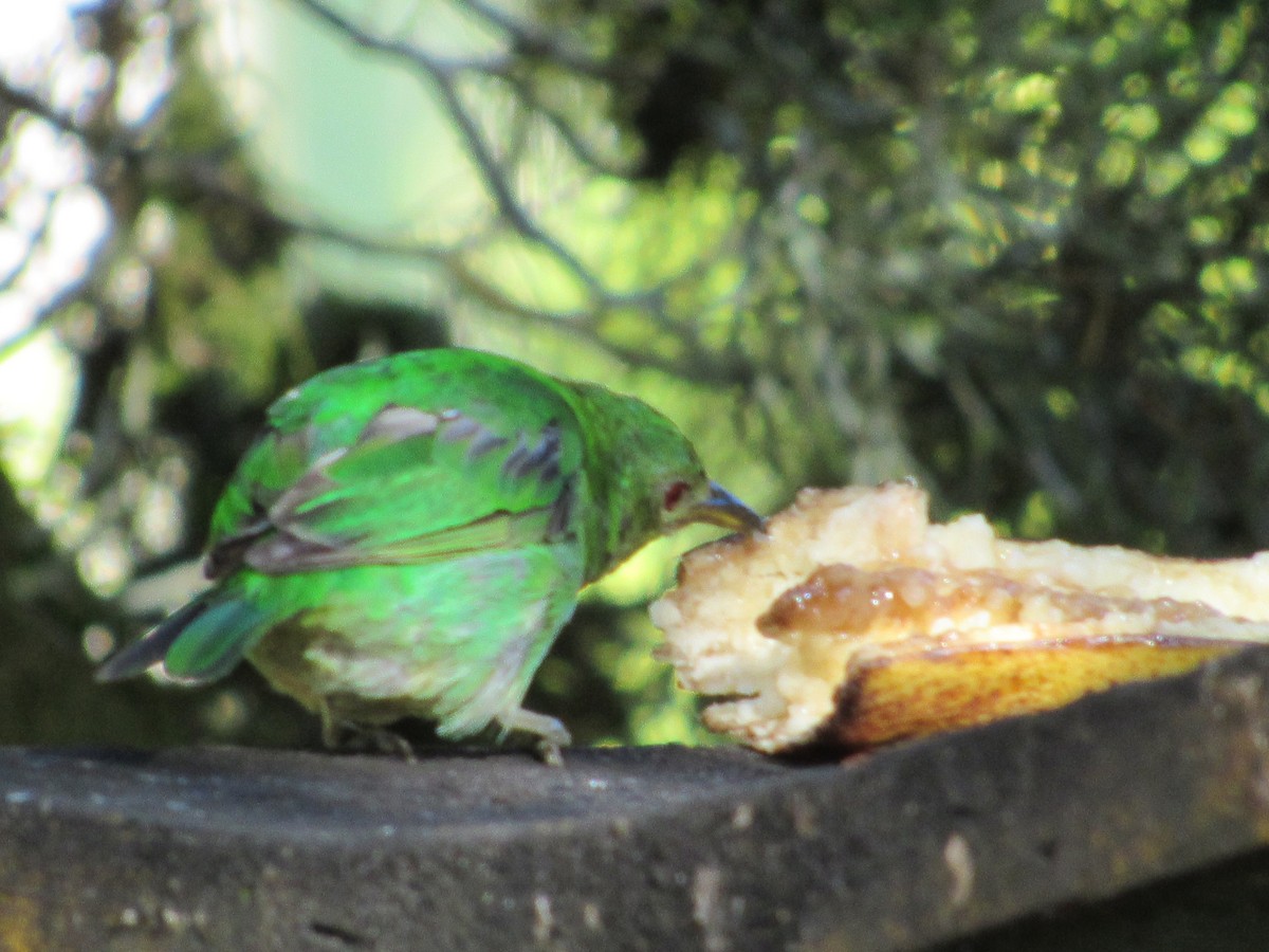 Green Honeycreeper - ML135988711