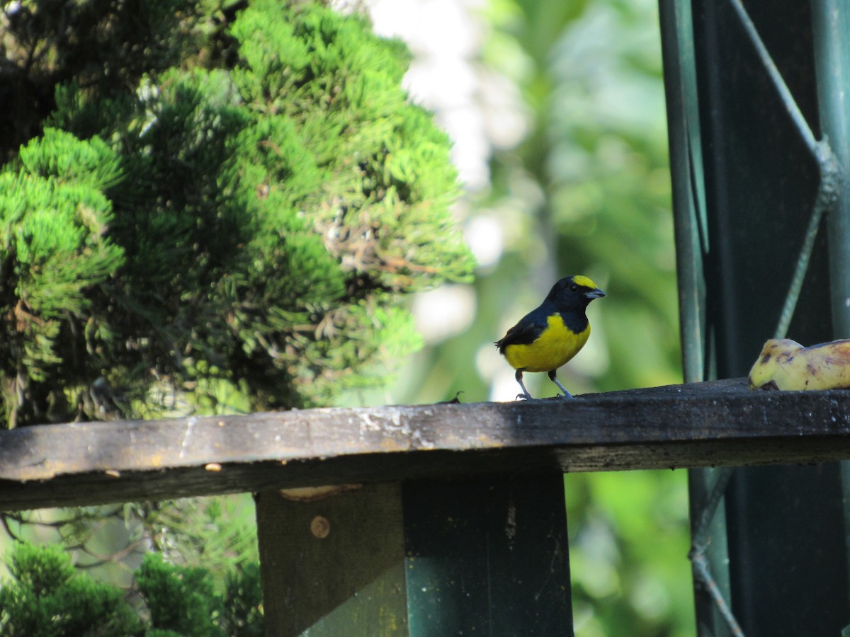 Spot-crowned Euphonia - ML135988821