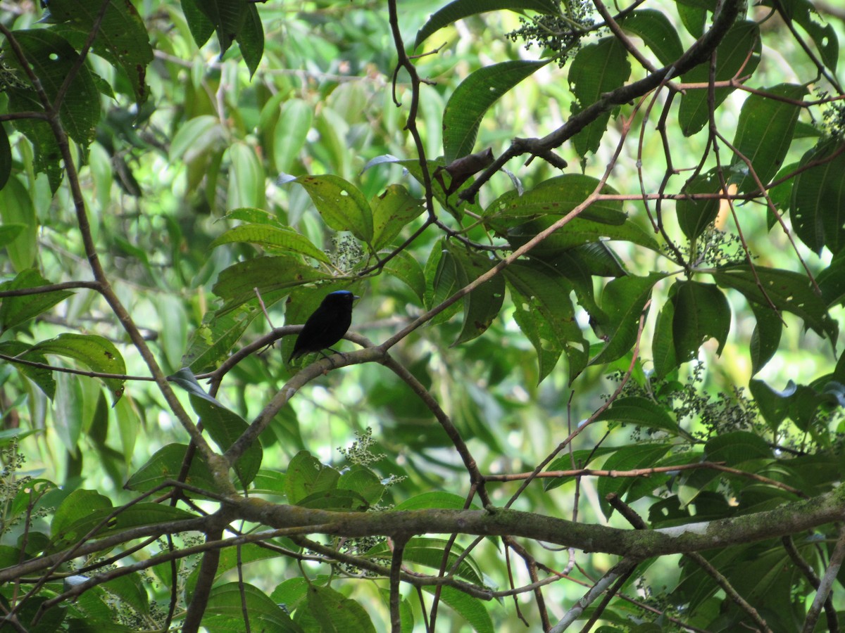 Velvety Manakin - ML135989041