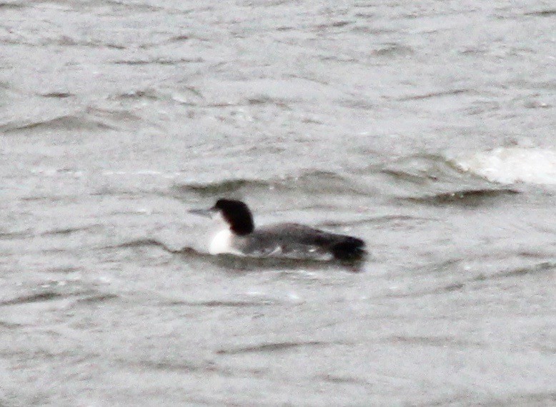 Common Loon - ML135989351