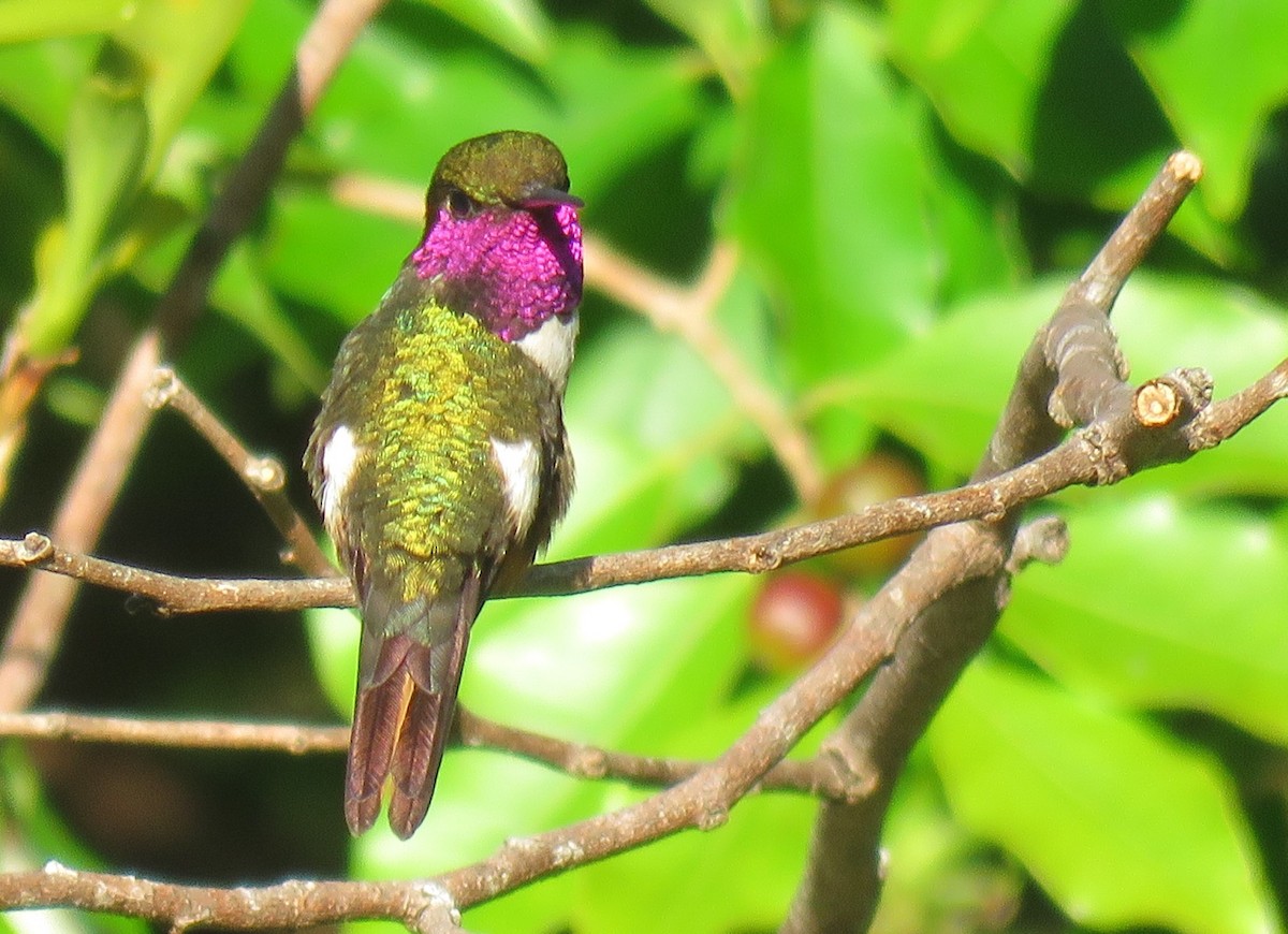 Magenta-throated Woodstar - Oliver  Komar