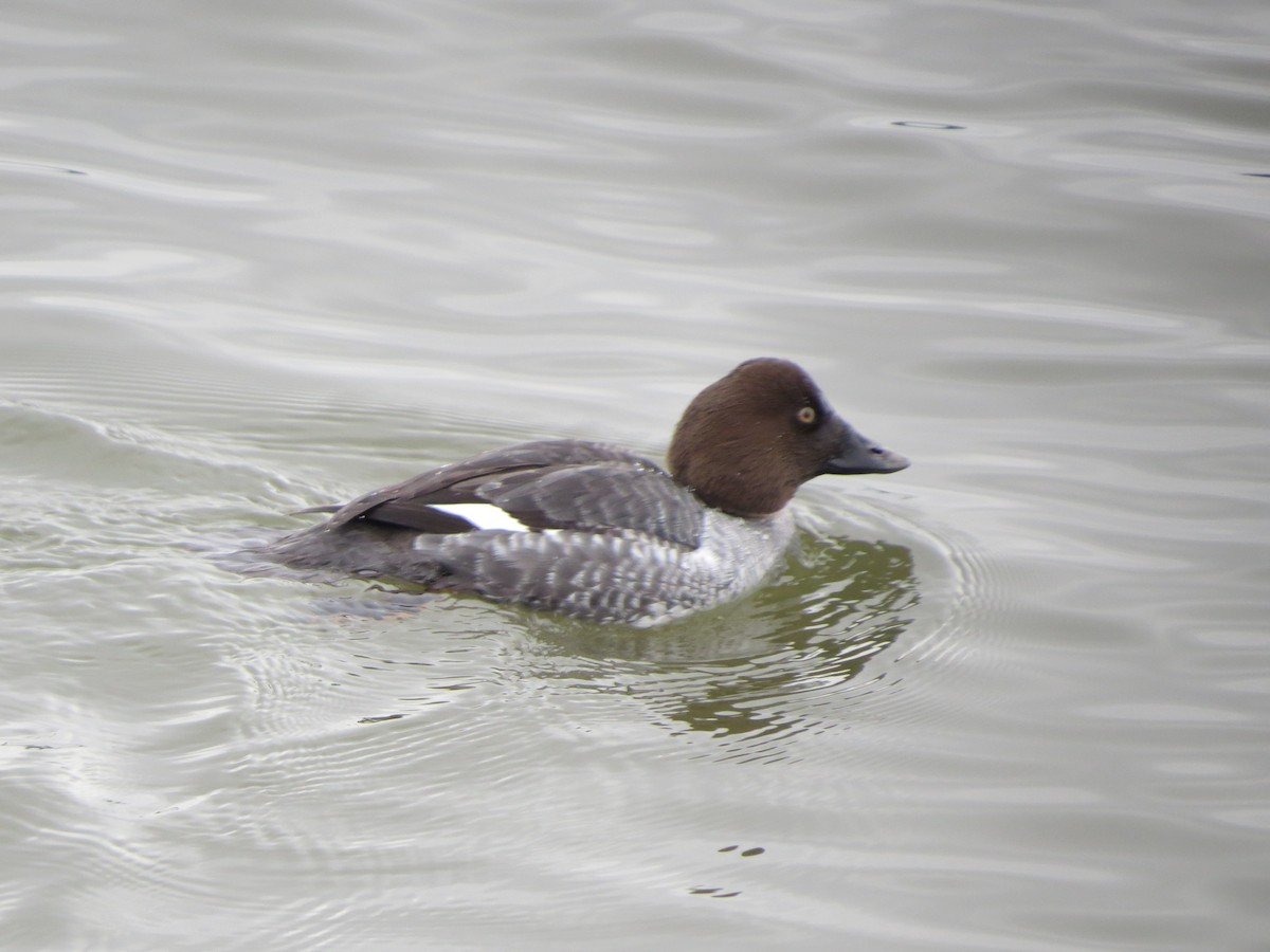 Common Goldeneye - ML135989781