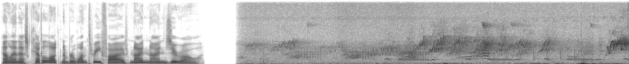 Choucador de Swainson (elisabeth) - ML135990