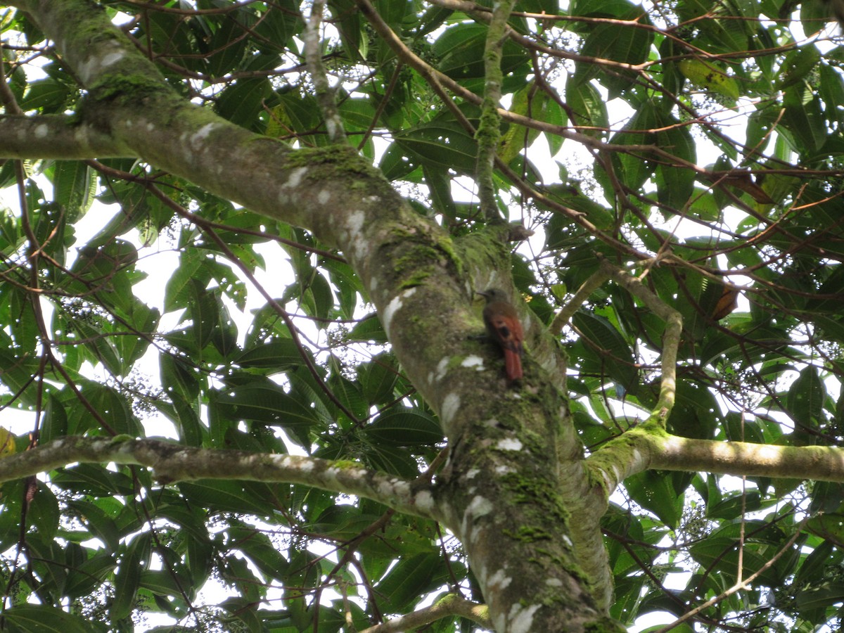 Olivaceous Woodcreeper - ML135990191