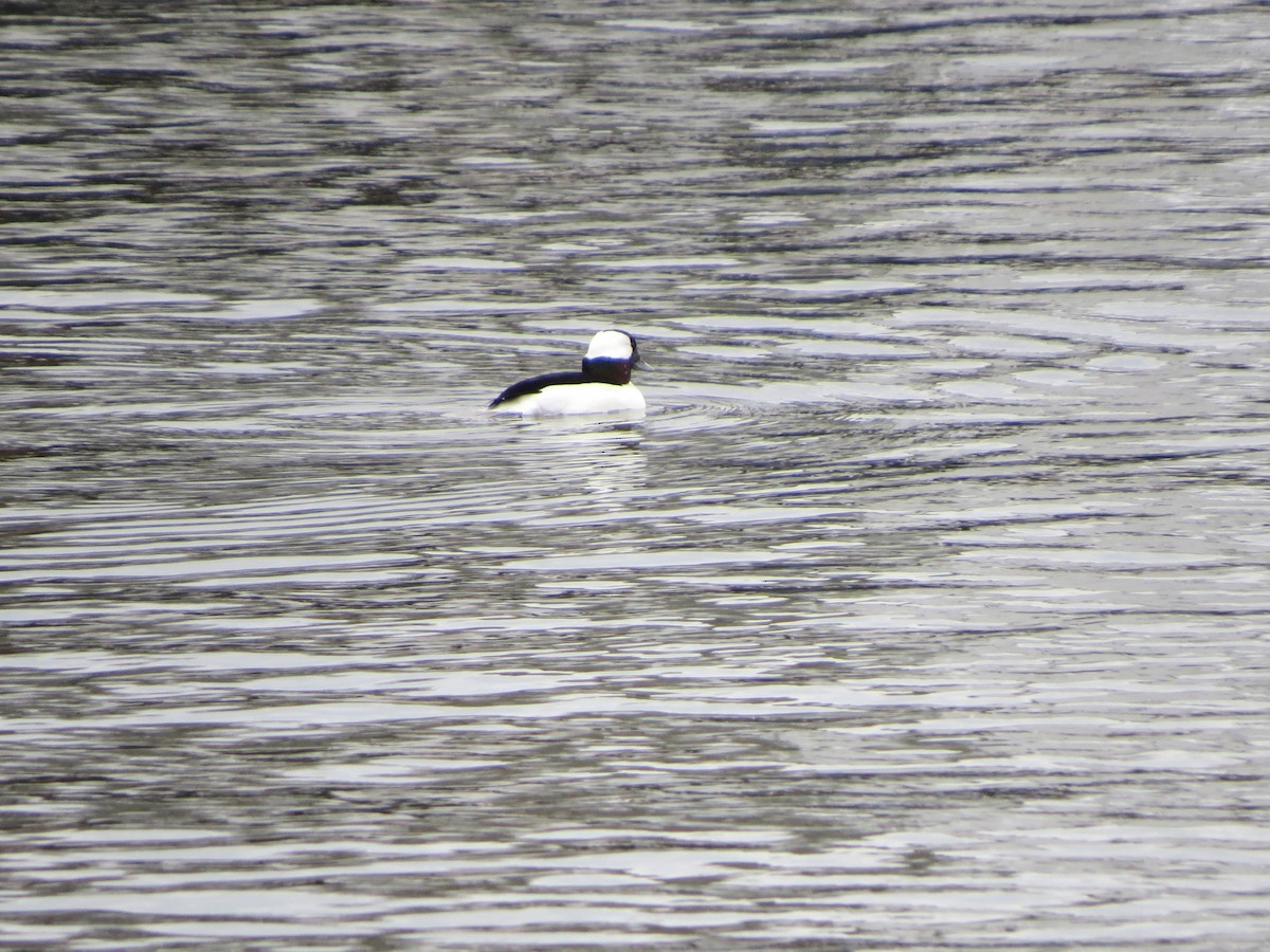 Bufflehead - ML135990351