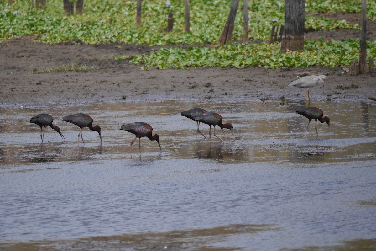 Glossy Ibis - ML135990391