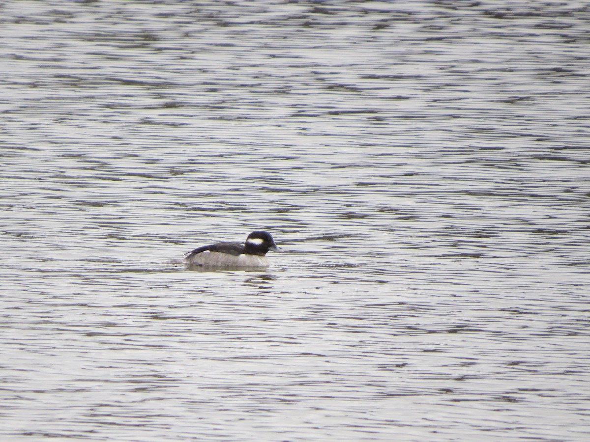 Bufflehead - ML135990521