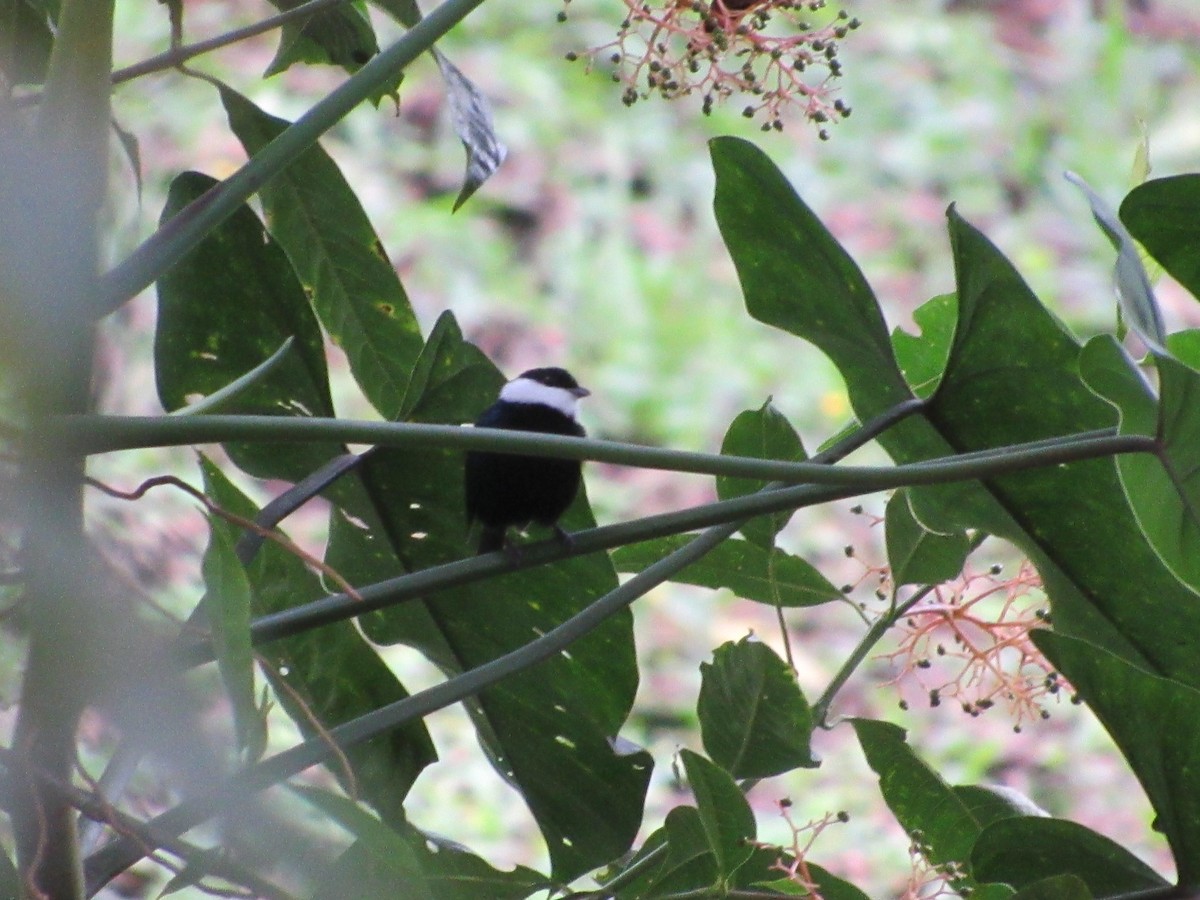 White-ruffed Manakin - ML135990601