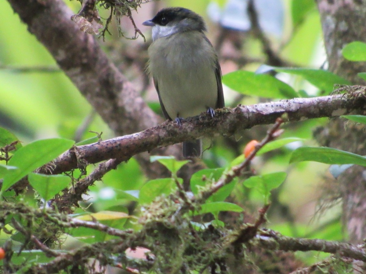 White-ruffed Manakin - ML135990751