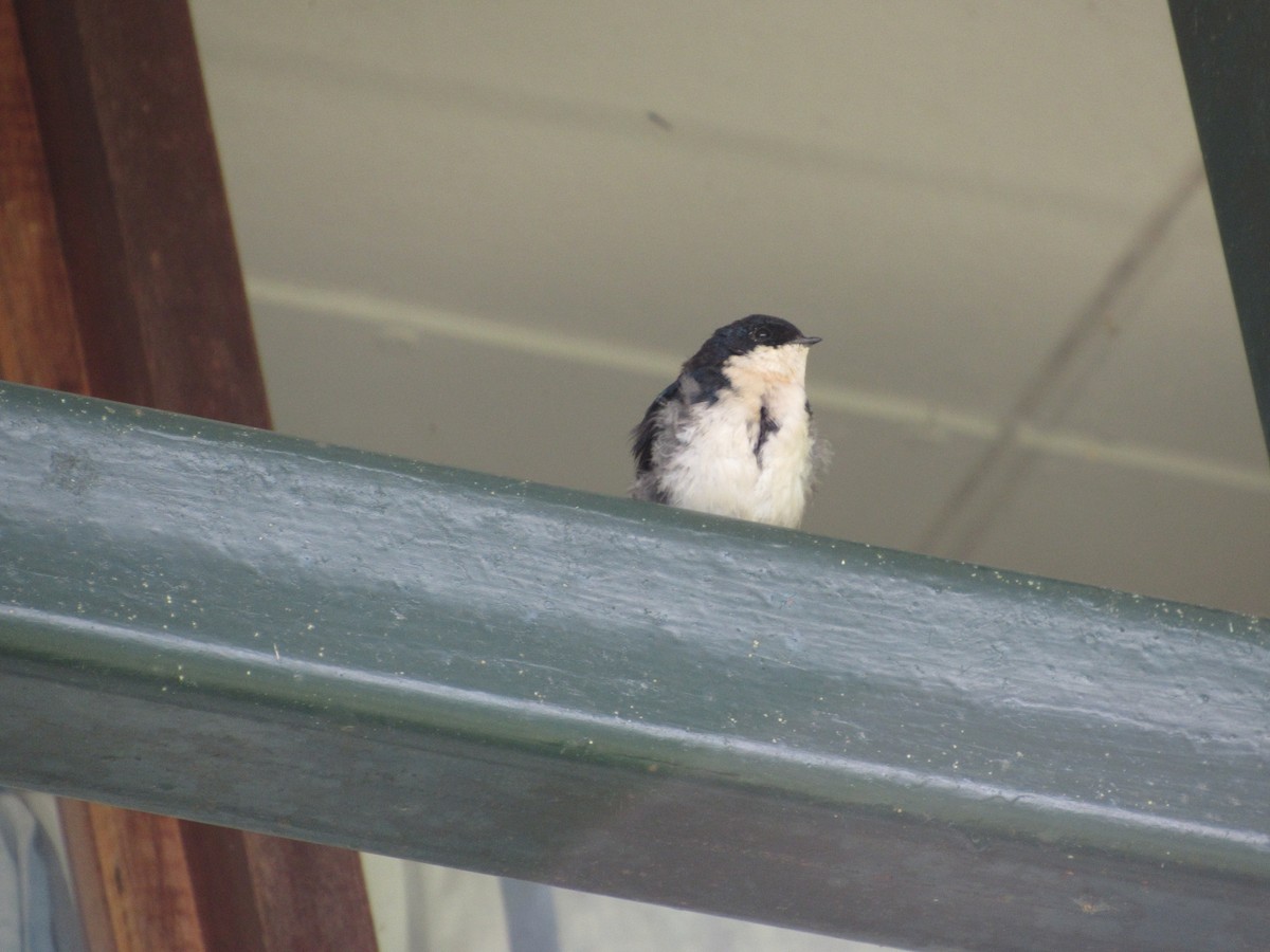 Blue-and-white Swallow - ML135991211