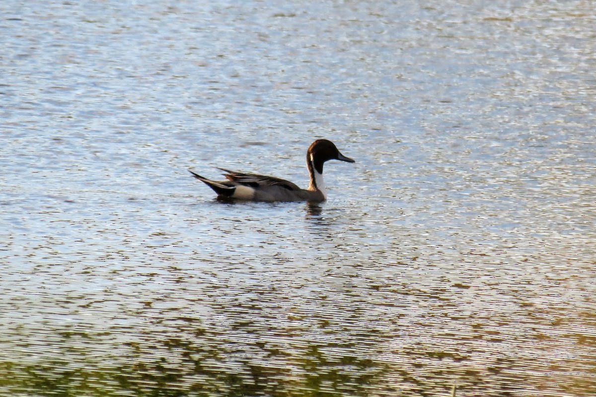 Northern Pintail - ML135991301