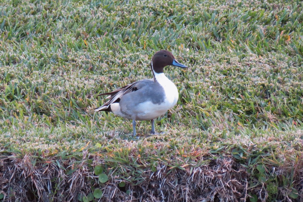 Northern Pintail - ML135991311