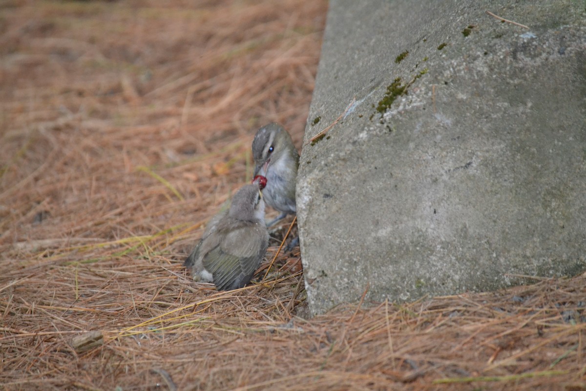 rødøyevireo - ML135992191