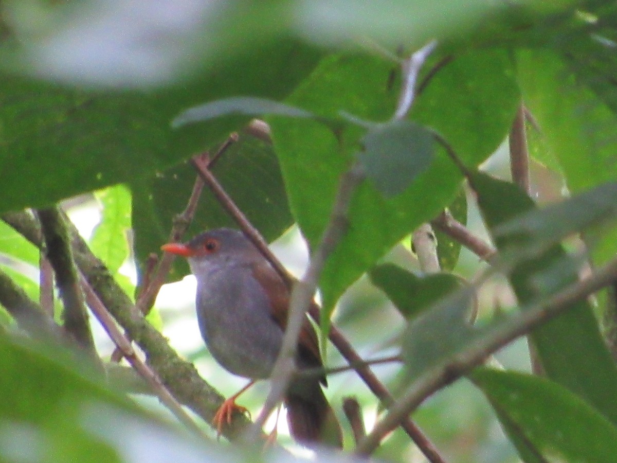 Orange-billed Nightingale-Thrush - ML135992411