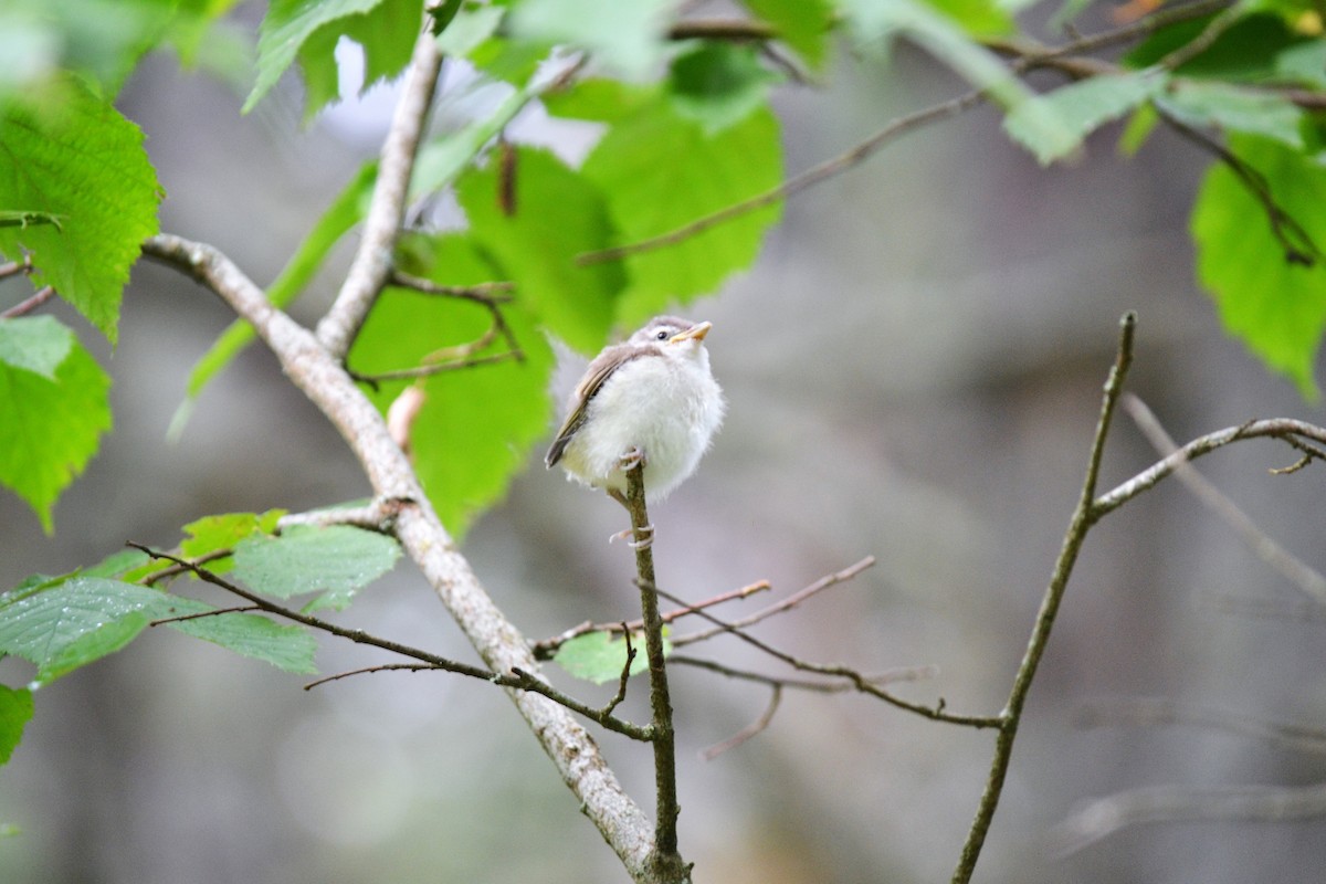 Rotaugenvireo - ML135992441