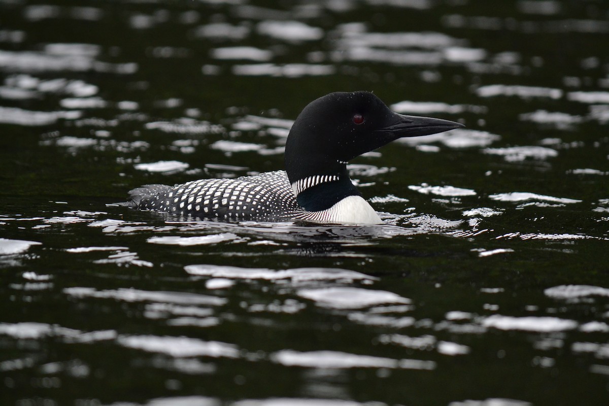 Common Loon - ML135992701