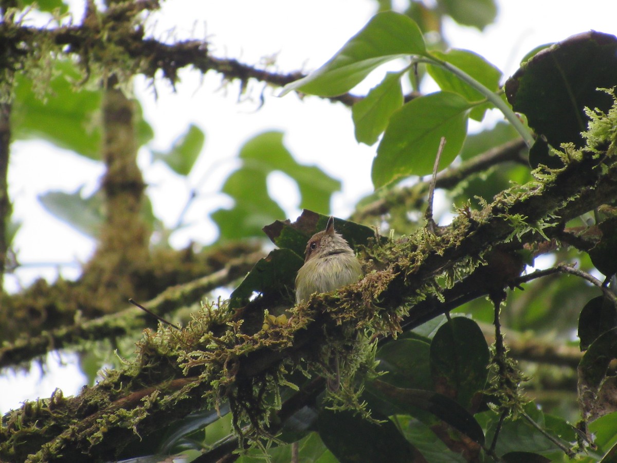 Scale-crested Pygmy-Tyrant - ML135992801