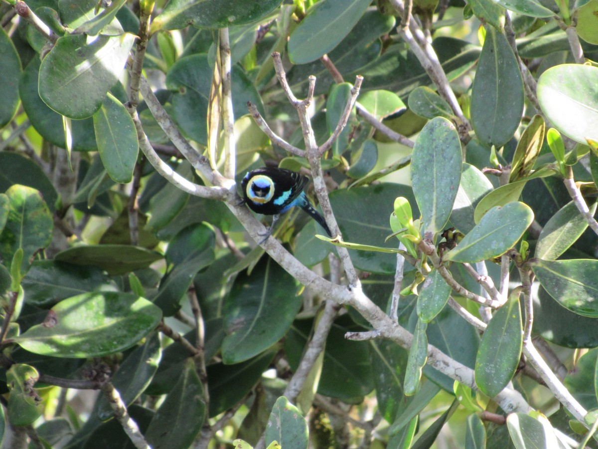 Golden-hooded Tanager - ML135993231