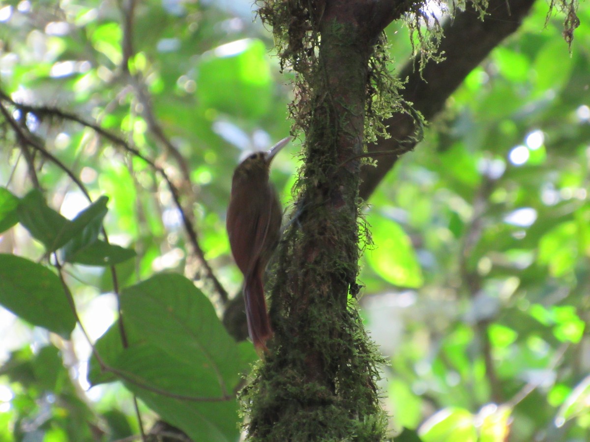 Spotted Woodcreeper - ML135993641