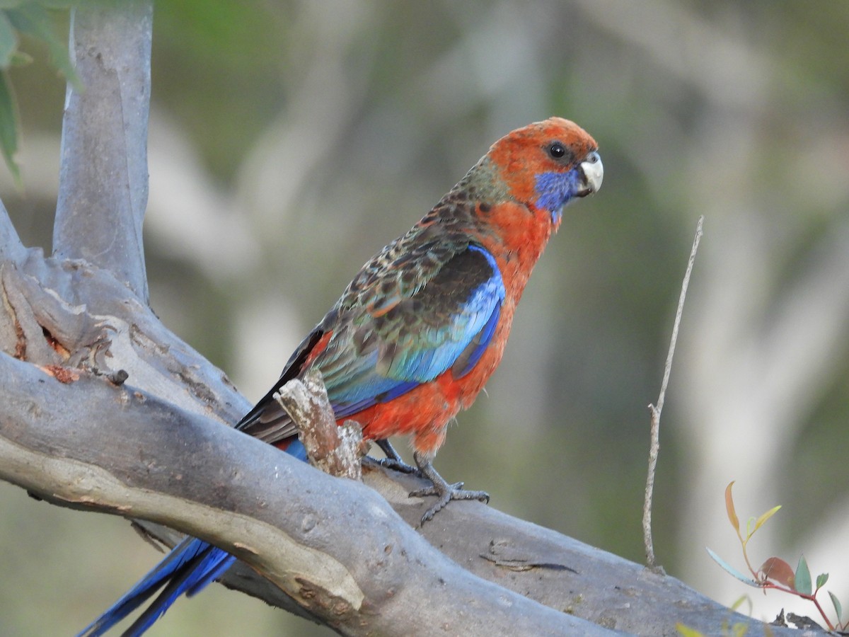 Crimson Rosella - Colby Neuman