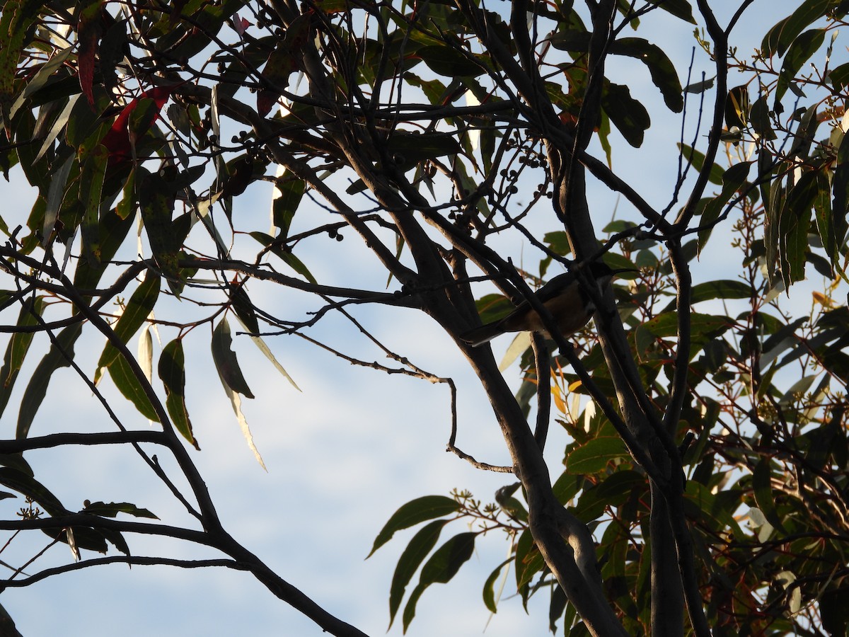 Eastern Spinebill - ML135994331