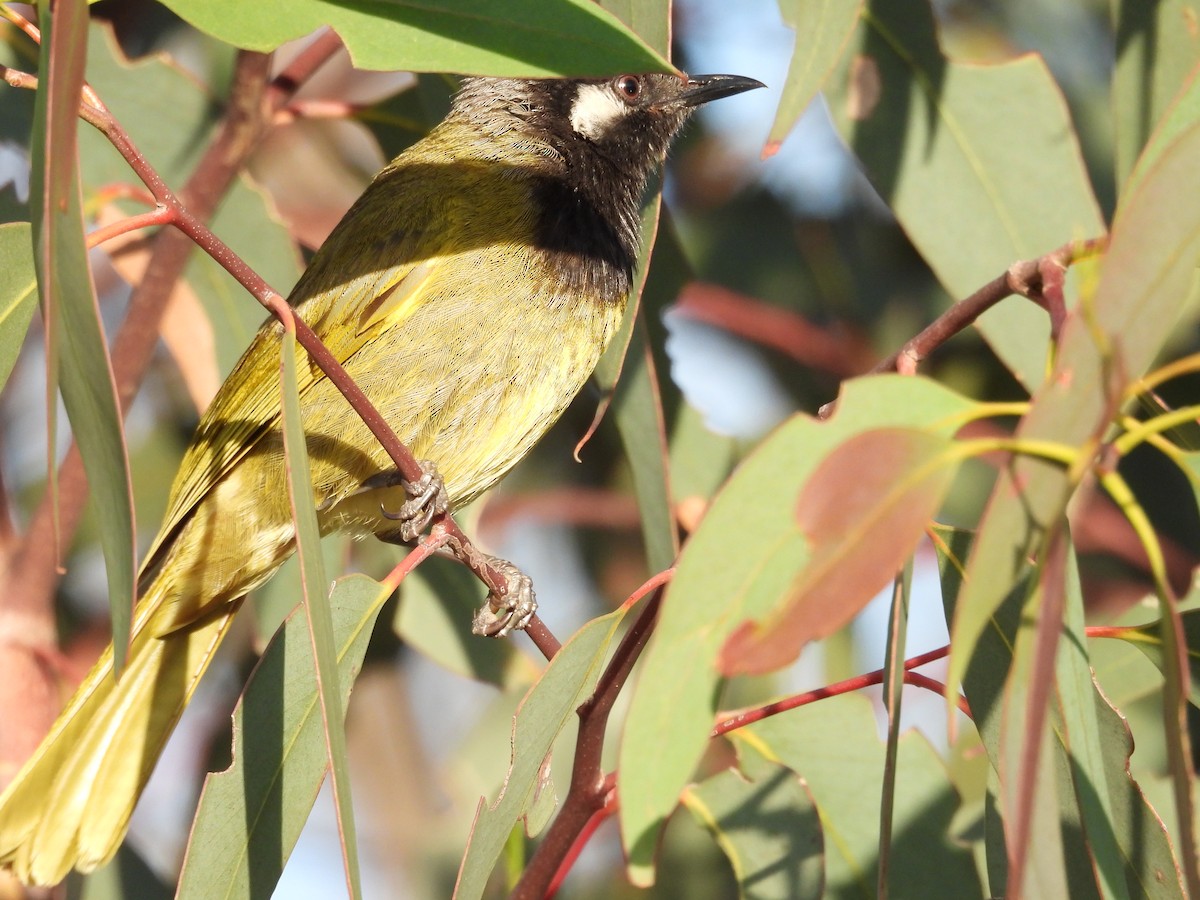 White-eared Honeyeater - ML135994531