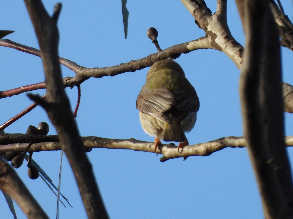 Brown-headed Honeyeater - ML135994791