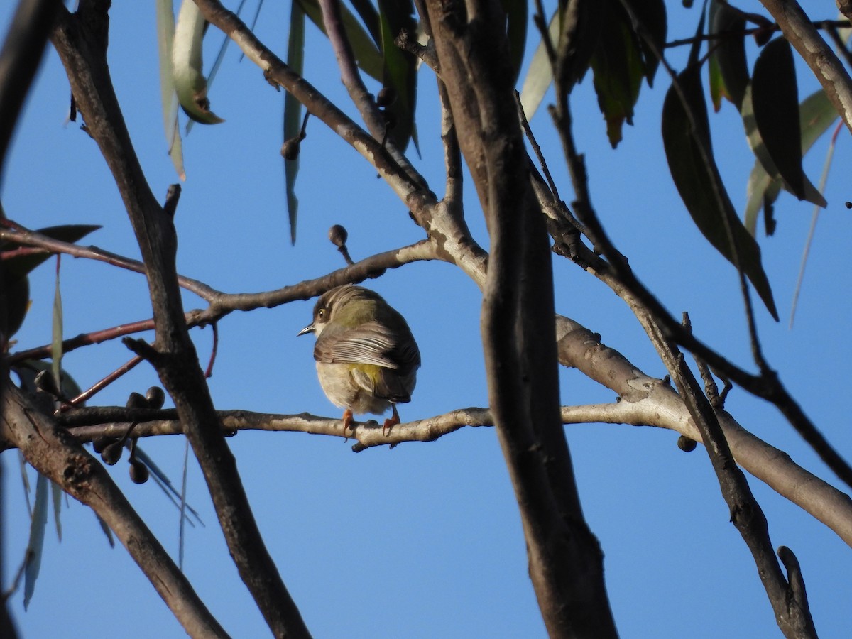 Brown-headed Honeyeater - ML135994821