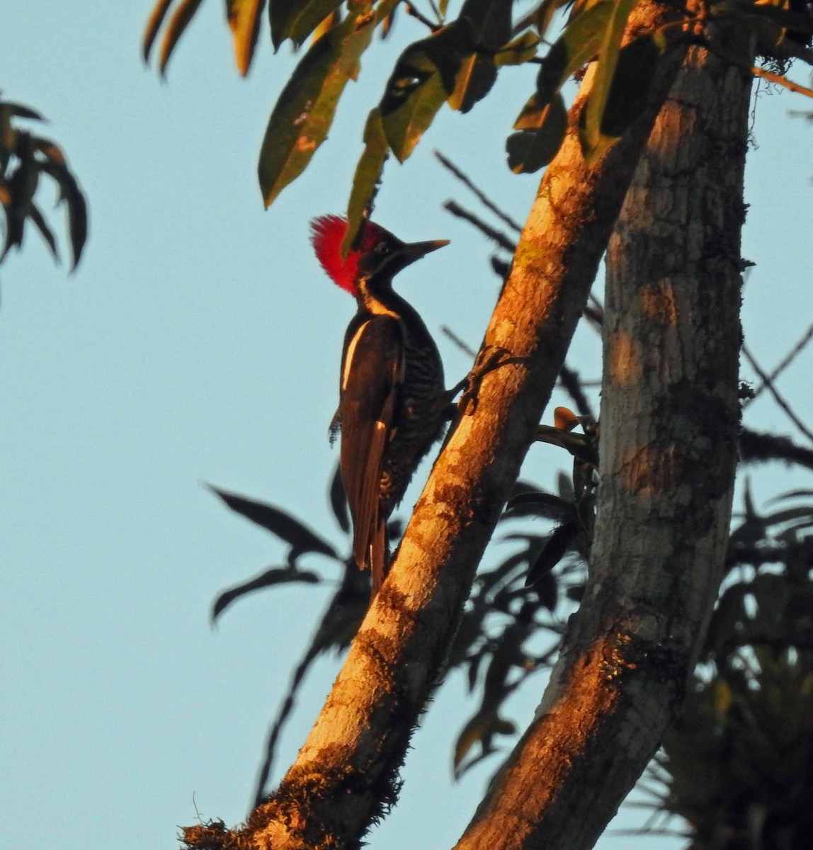 Lineated Woodpecker - Danilo Moreno